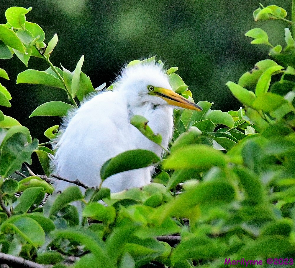 DSC_6234_001.JPG