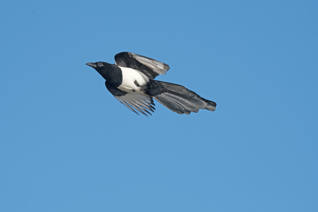 DSC_6235.jpg