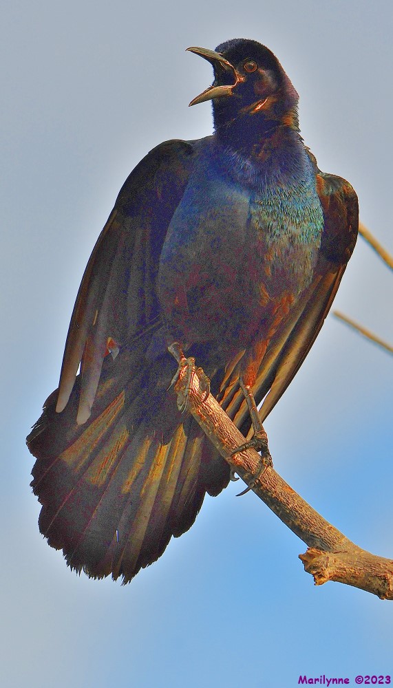 DSC_6235_001.JPG