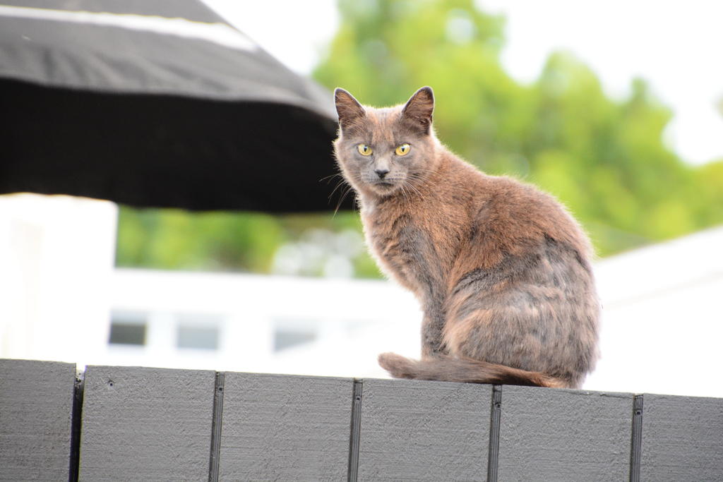 DSC_6236.jpg