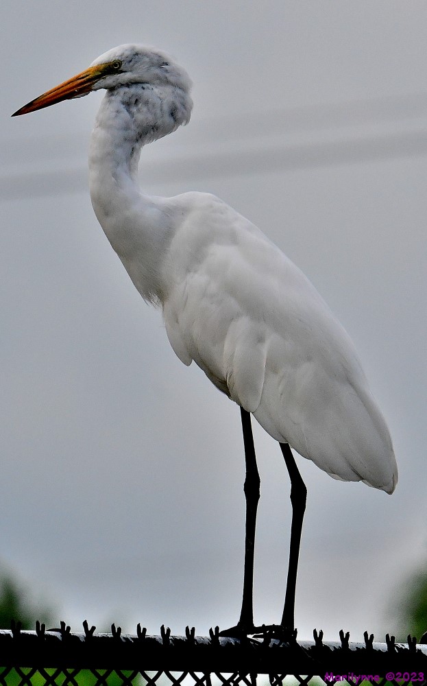 DSC_6236_001.JPG