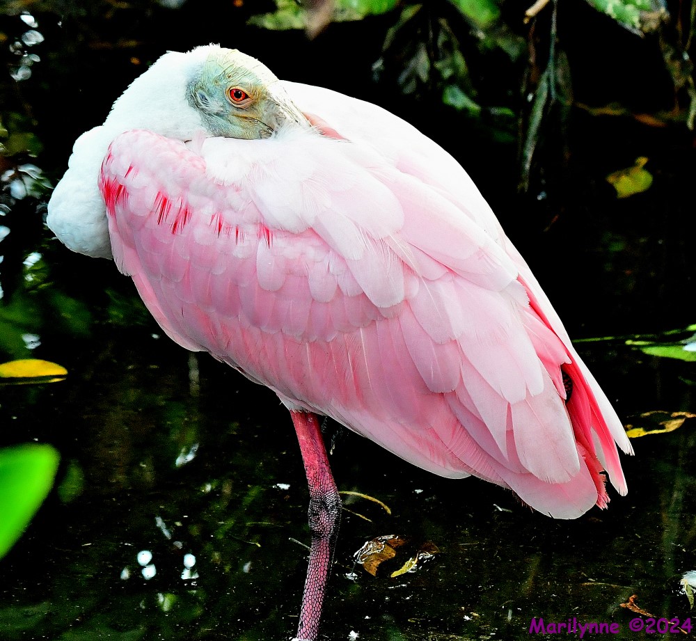 DSC_6236_001.JPG