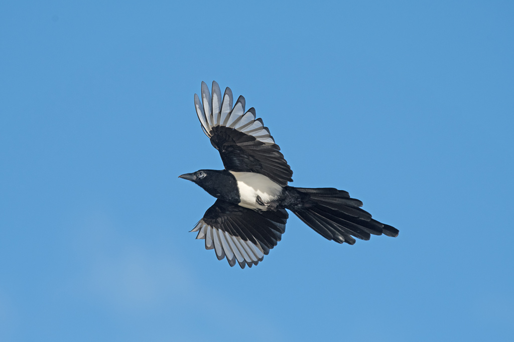 DSC_6238.jpg