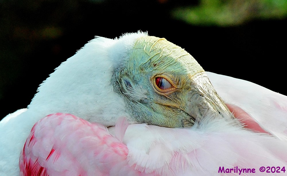 DSC_6238_001.JPG
