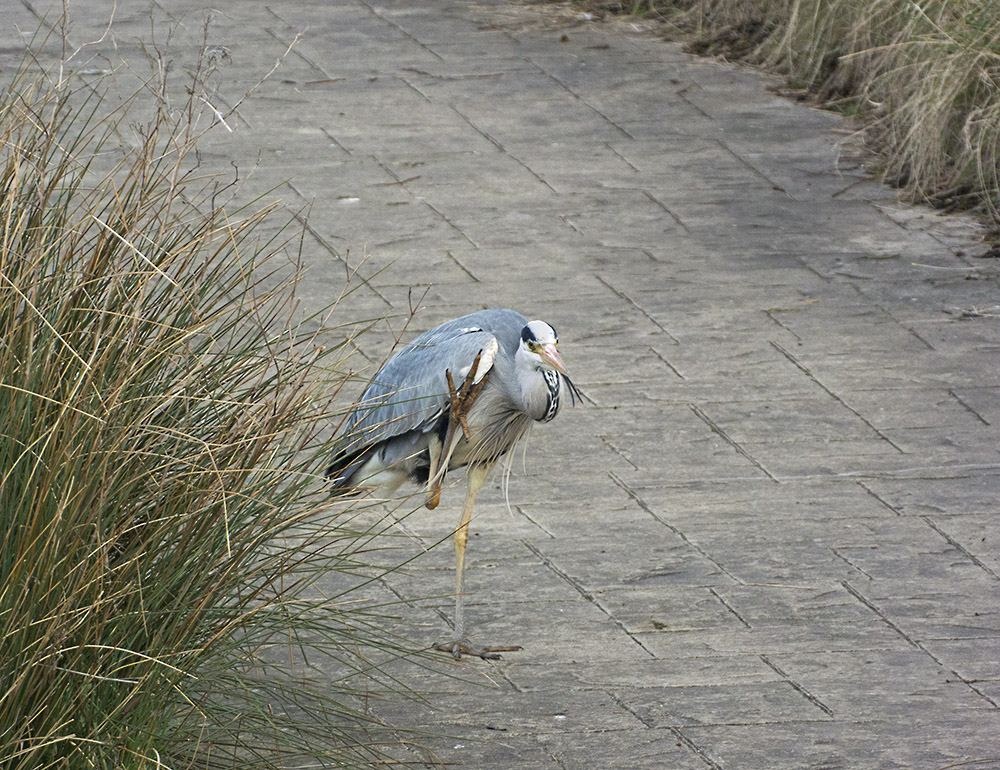 DSC_6240.jpg