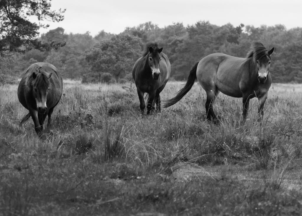 DSC_6240_edited-2bw.jpg