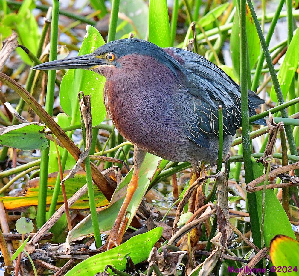 DSC_6242_001.JPG