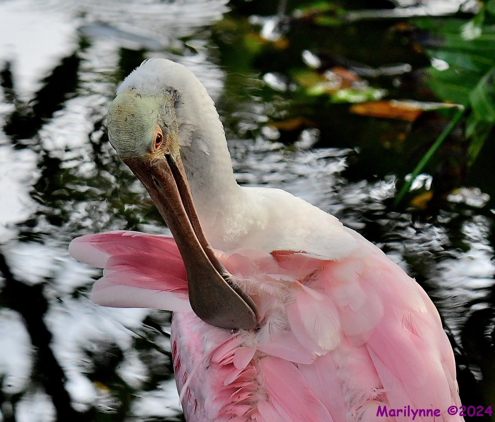DSC_6242_001.JPG