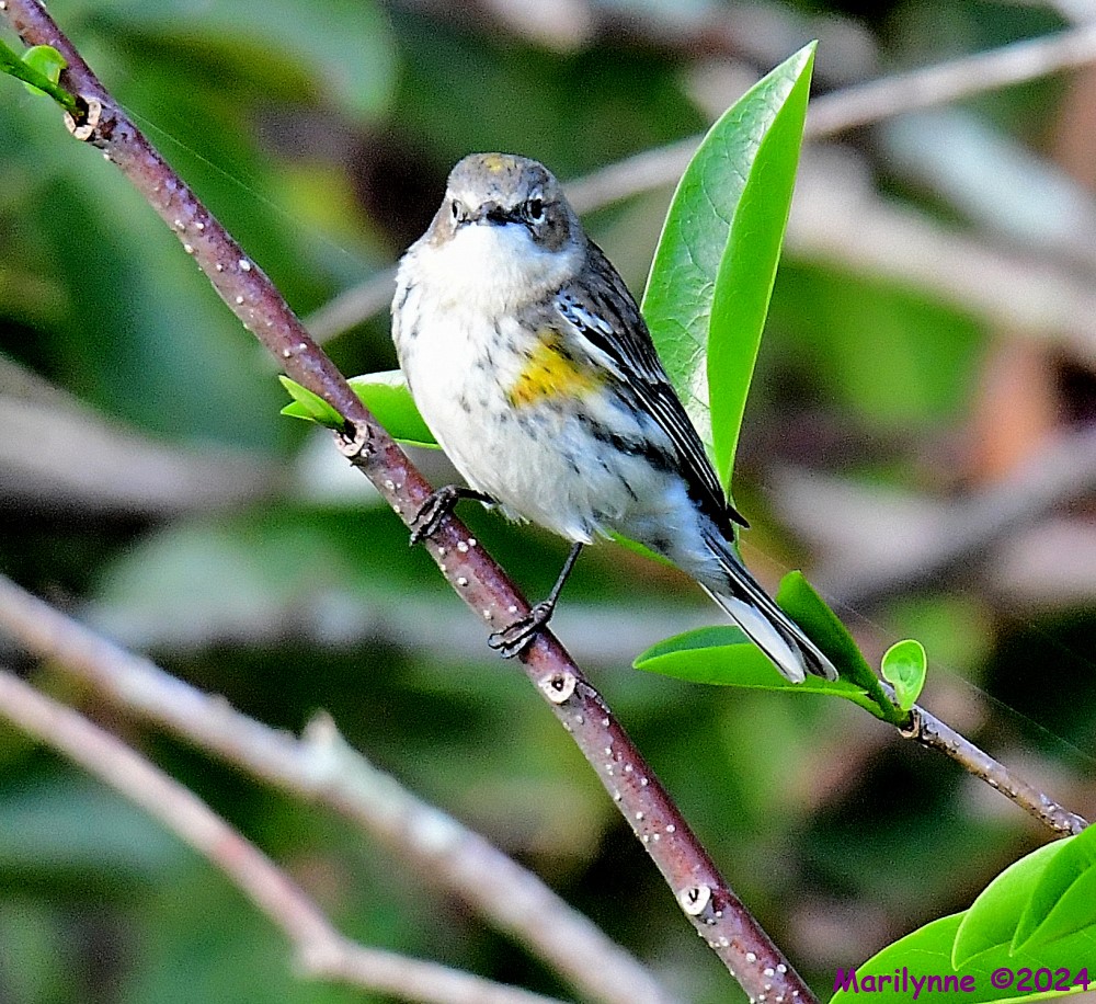 DSC_6243_001.JPG