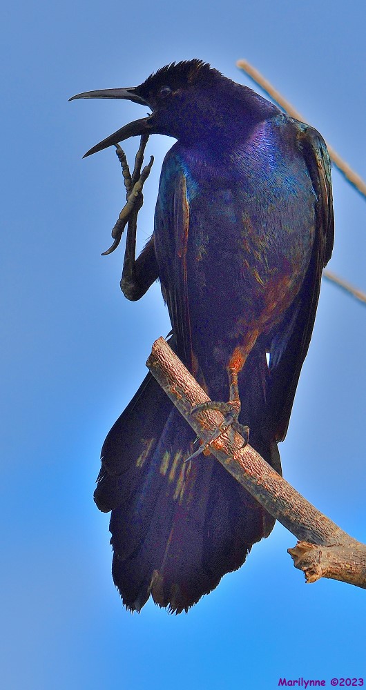DSC_6245_001.JPG