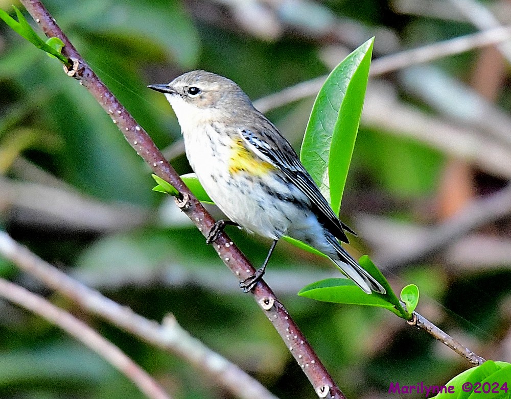 DSC_6245_001.JPG