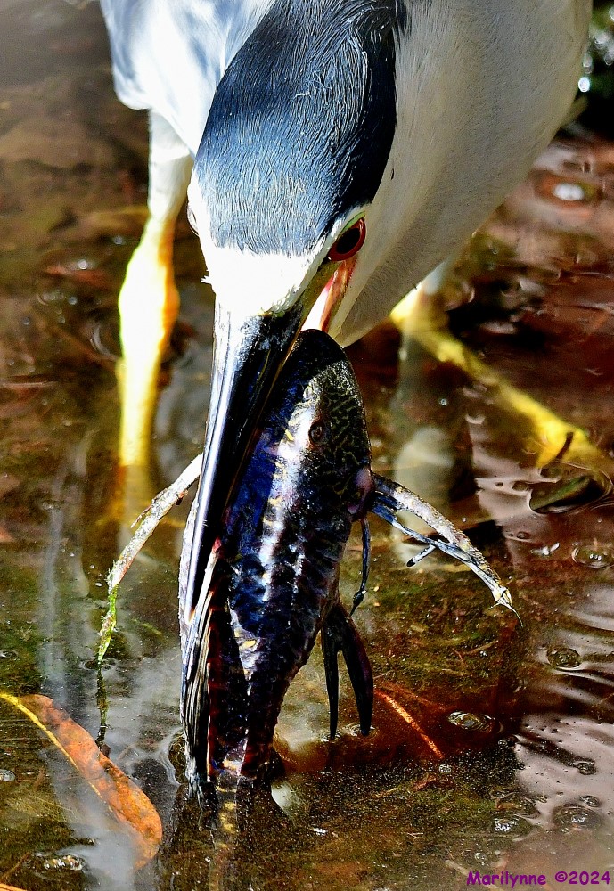 DSC_6245_001.JPG