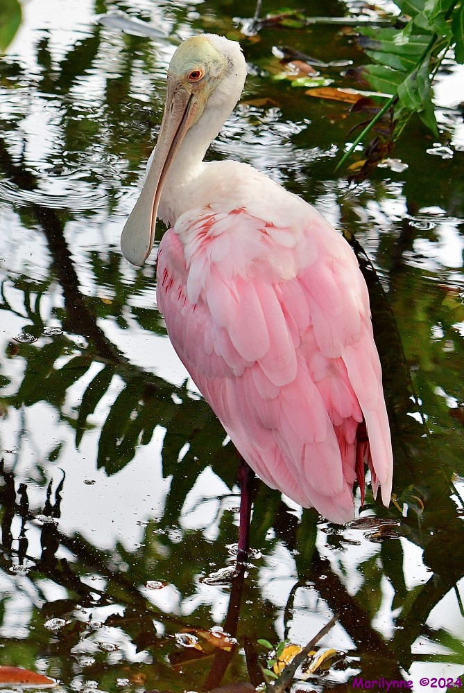 DSC_6248_001.JPG