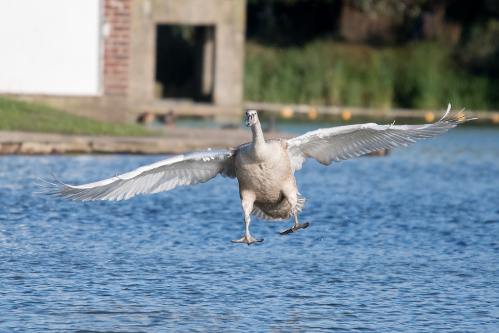 DSC_6250.jpg
