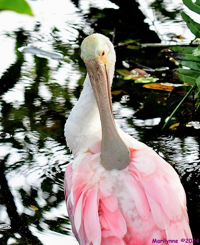 DSC_6250_001.JPG