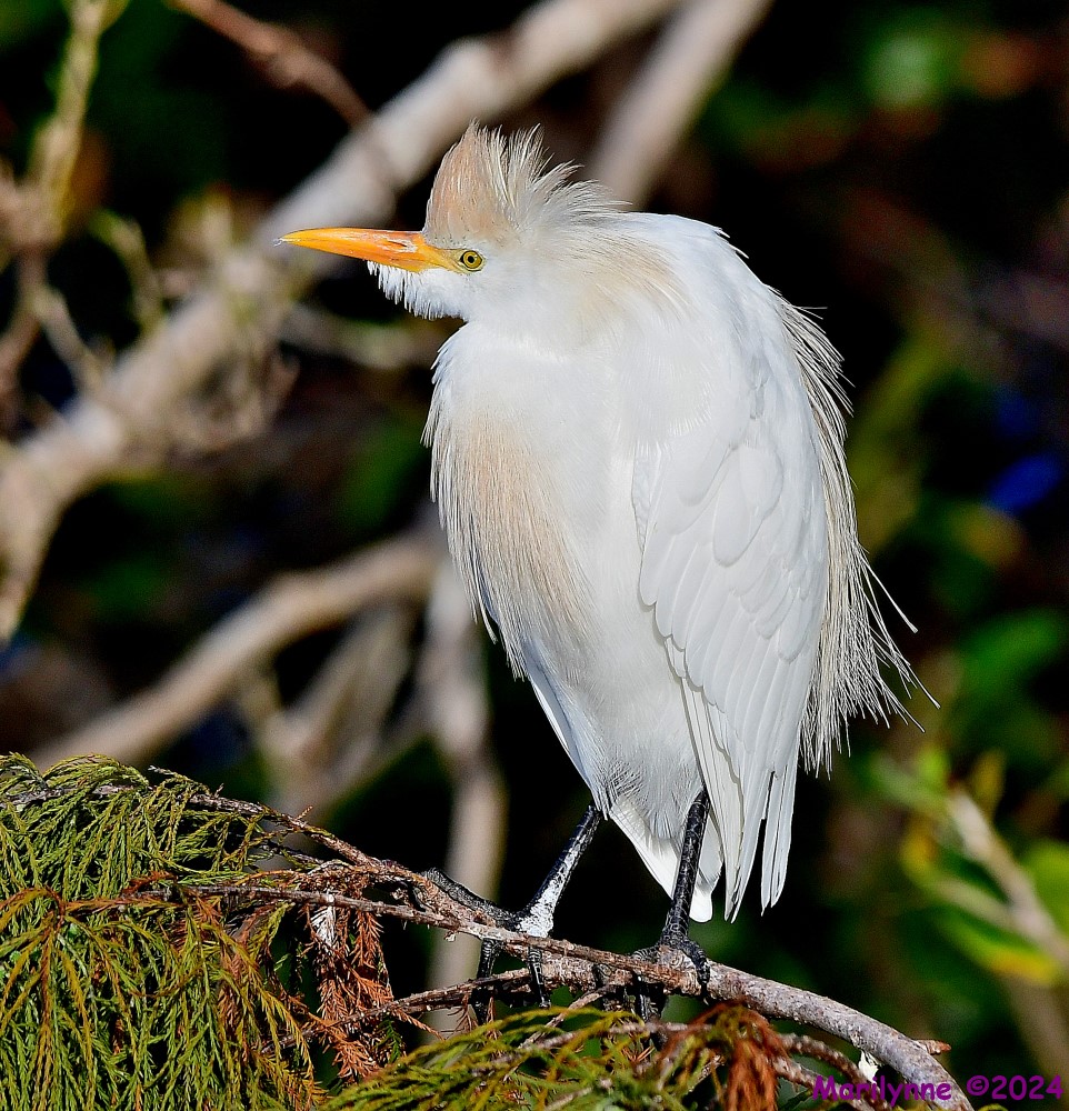 DSC_6252_001.JPG