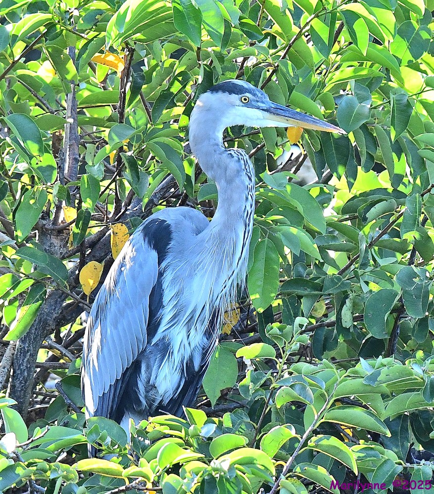 DSC_6253_001.JPG