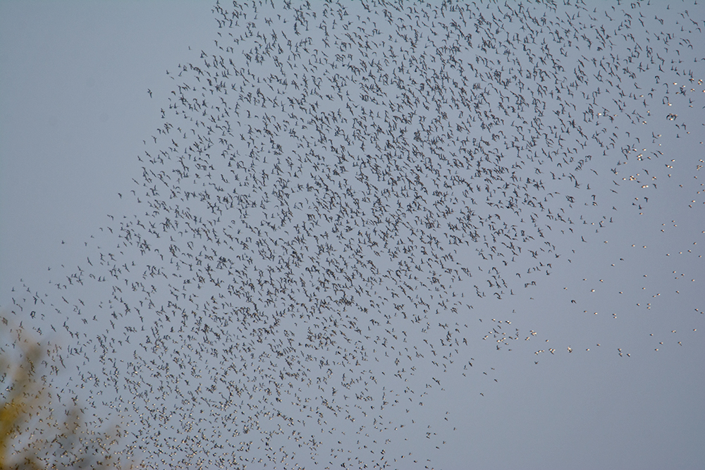 DSC_6255.jpg