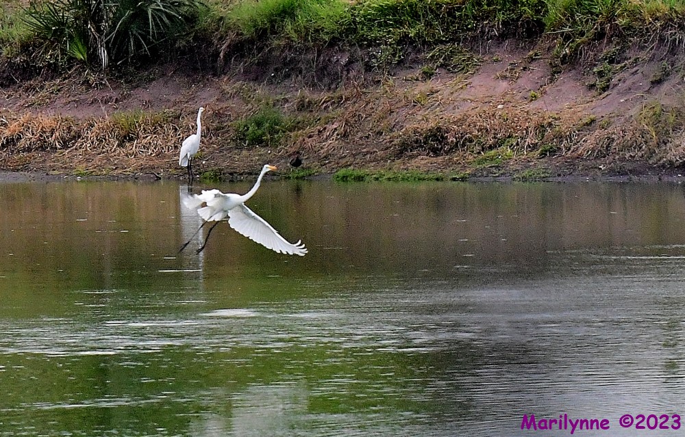 DSC_6256_001.JPG