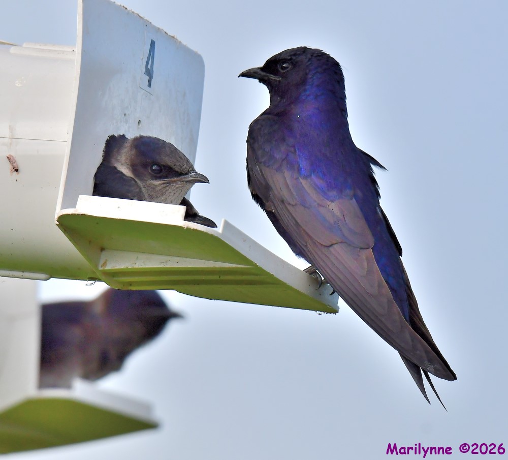 DSC_6256_001.JPG