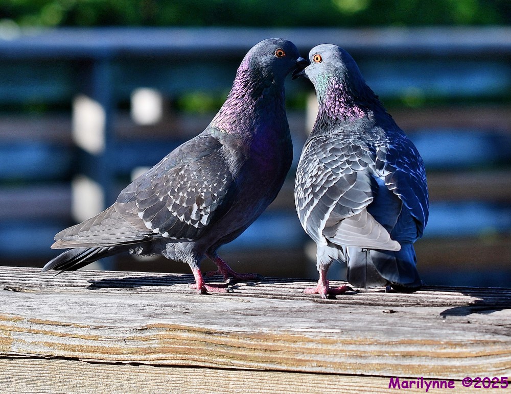 DSC_6257_001.JPG