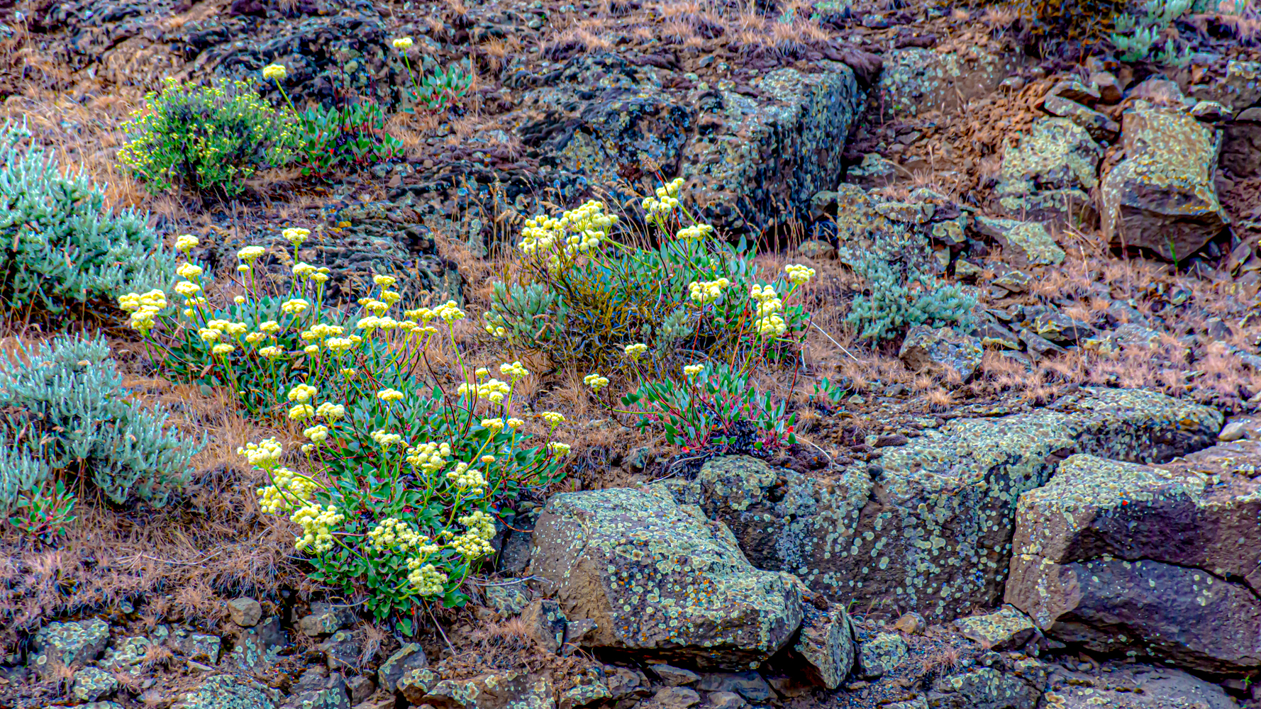 DSC_6260-Edit.jpg