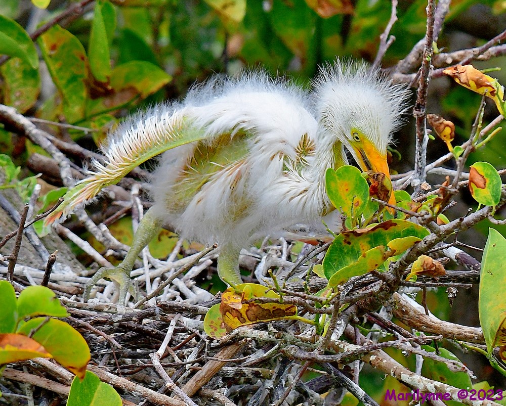 DSC_6260_001.JPG