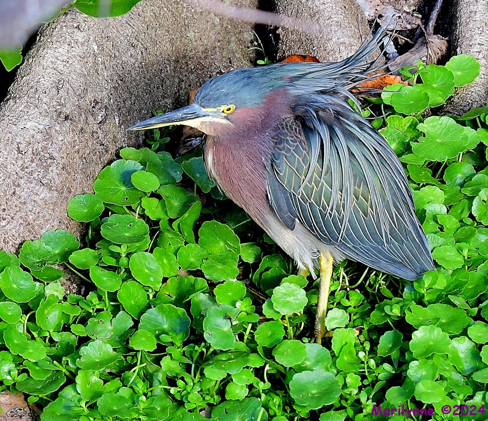 DSC_6260_001.JPG