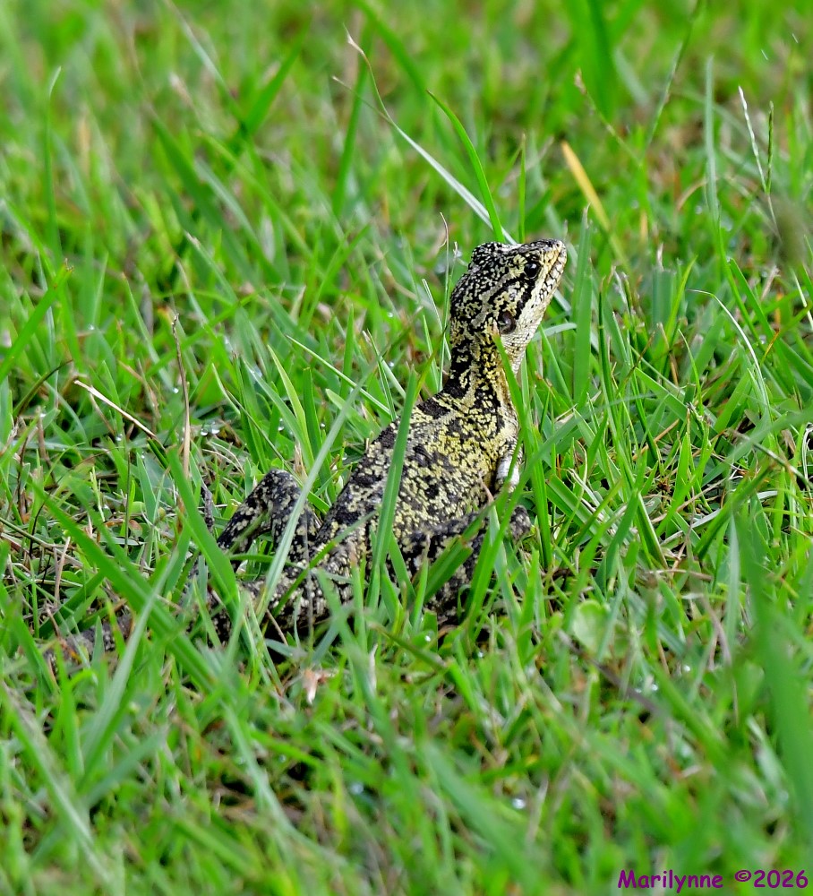 DSC_6260_001.JPG