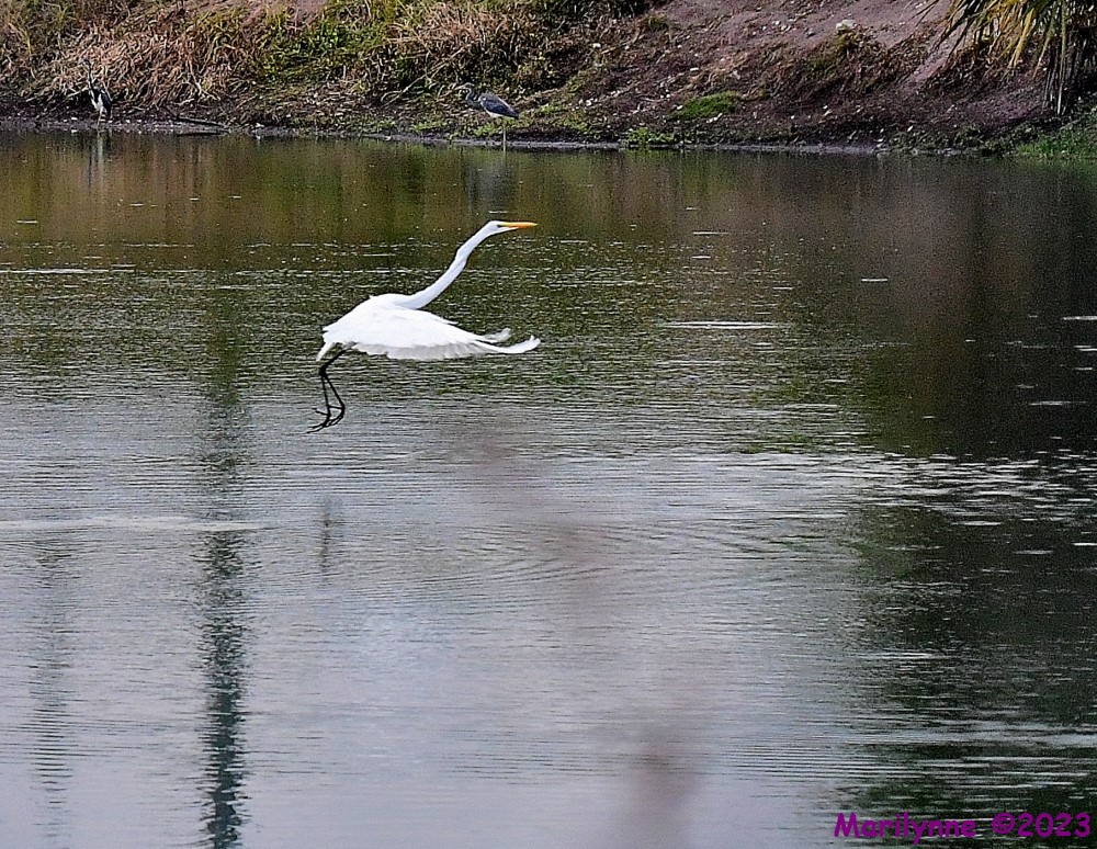 DSC_6262_001.JPG