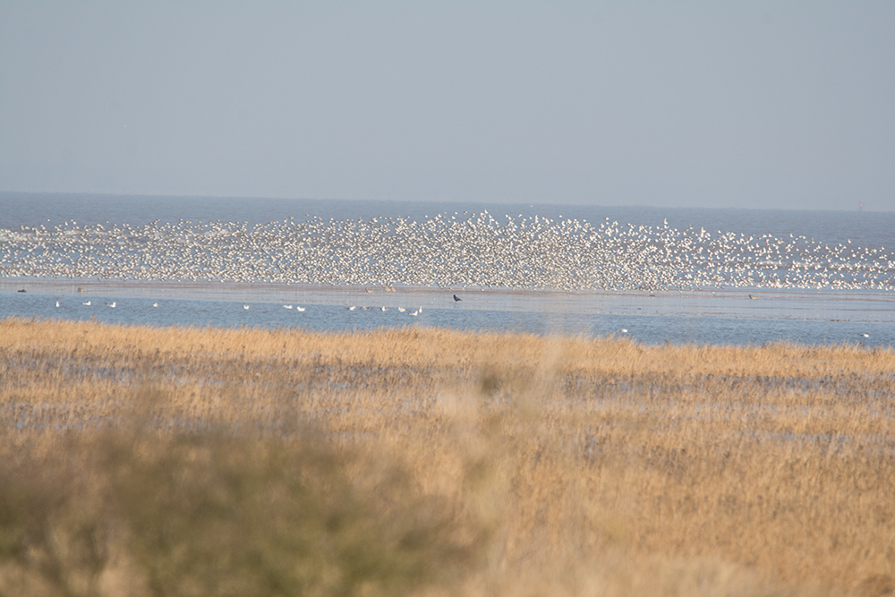 DSC_6263.jpg