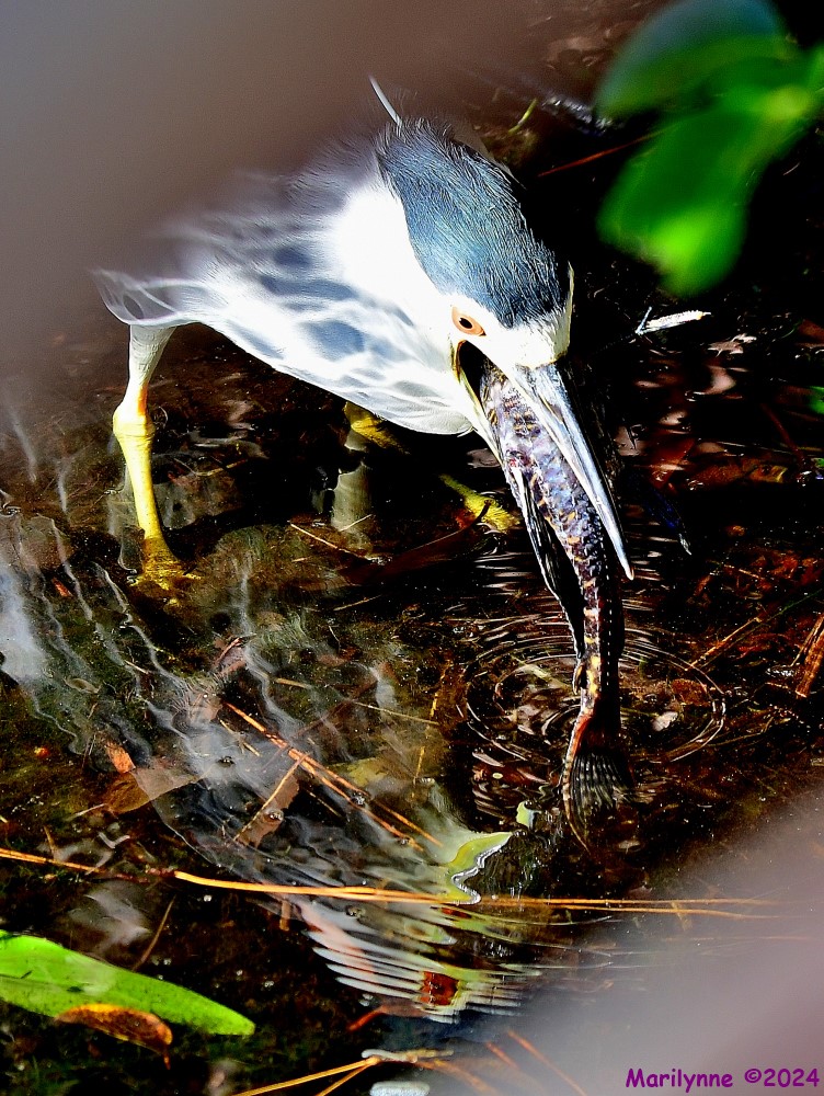 DSC_6263_001.JPG