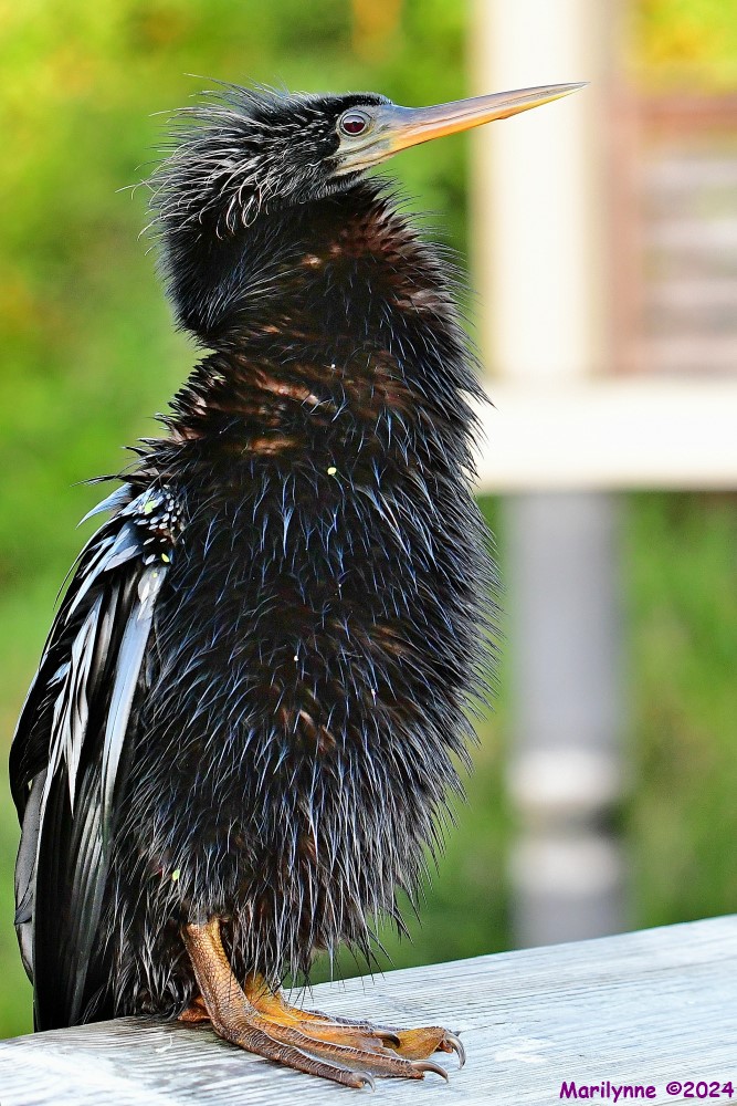 DSC_6264_001.JPG