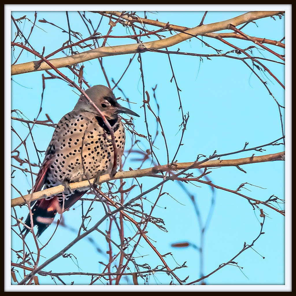 DSC_6265-Edit.jpg