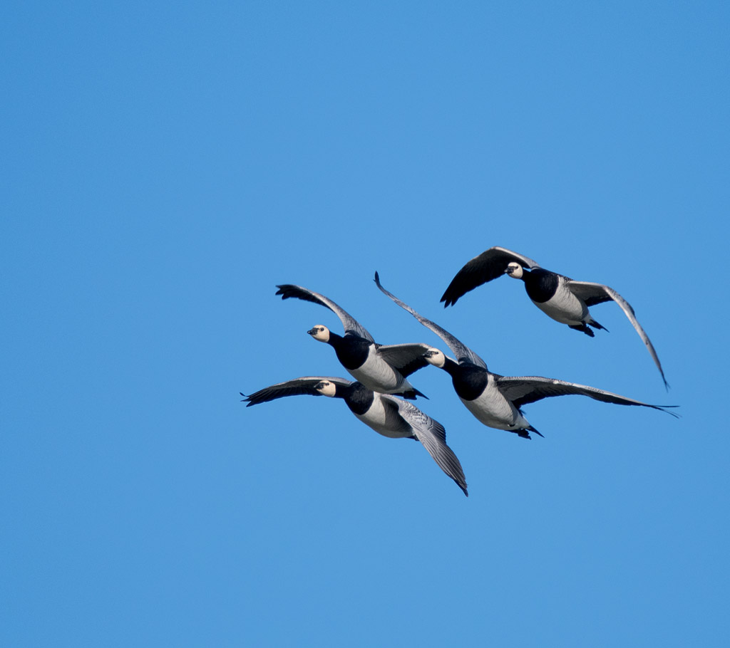 DSC_6266.jpg