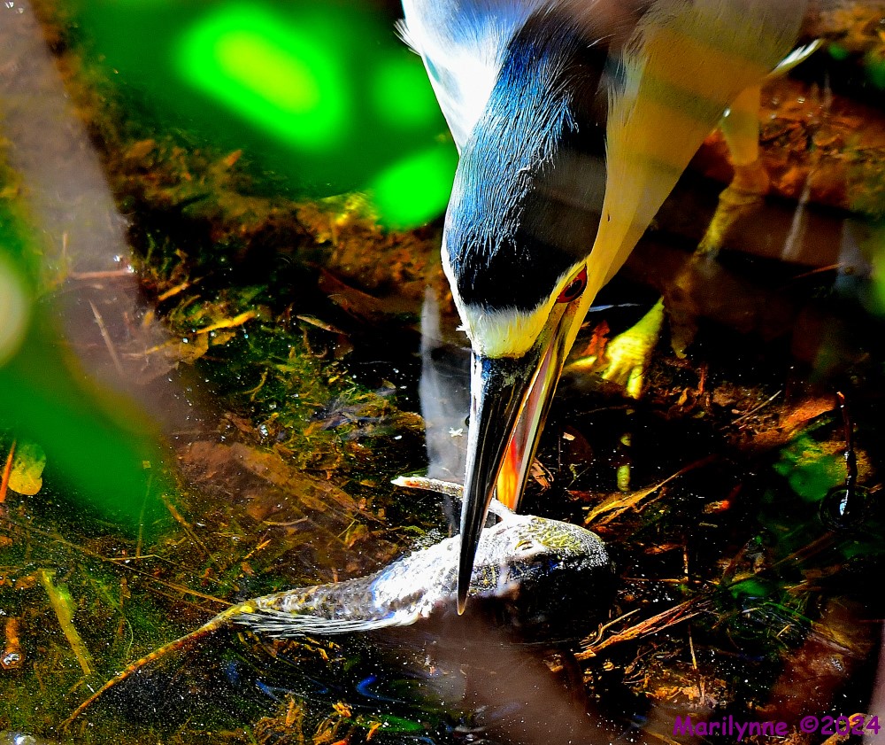DSC_6266_001.JPG