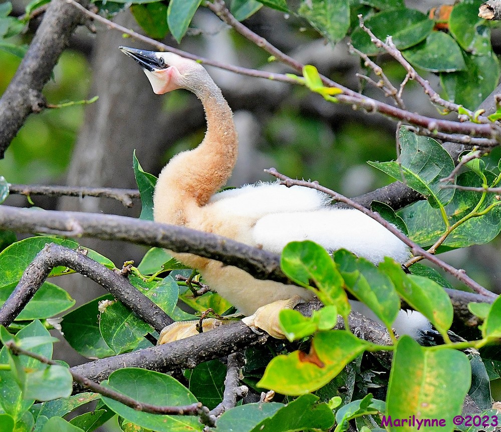 DSC_6267_001.JPG