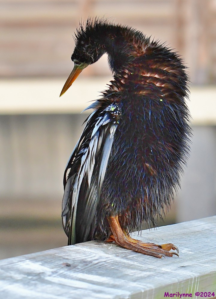 DSC_6267_001.JPG