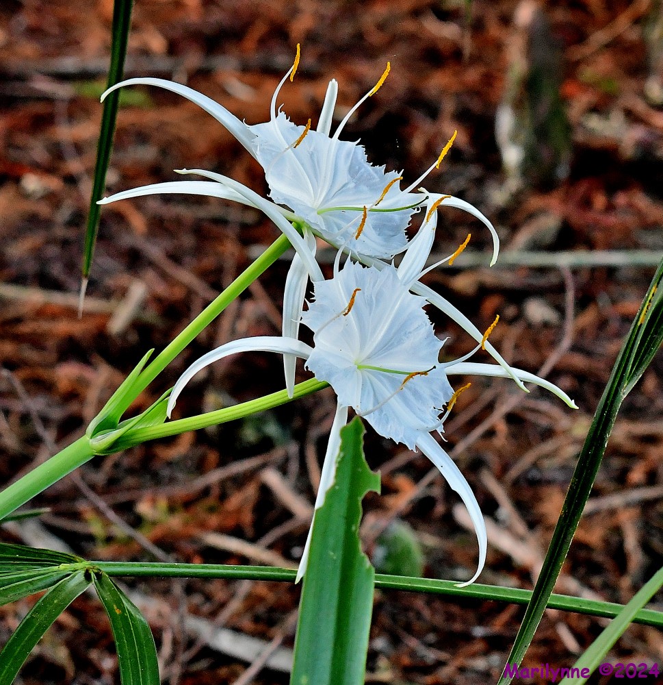 DSC_6268_001.JPG