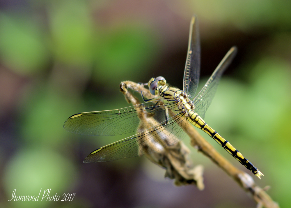 DSC_6269.jpg