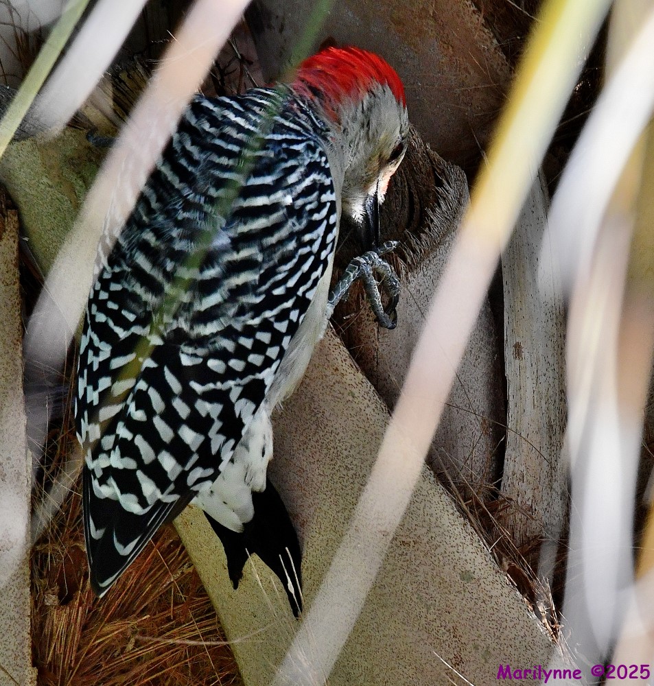 DSC_6271_001.JPG
