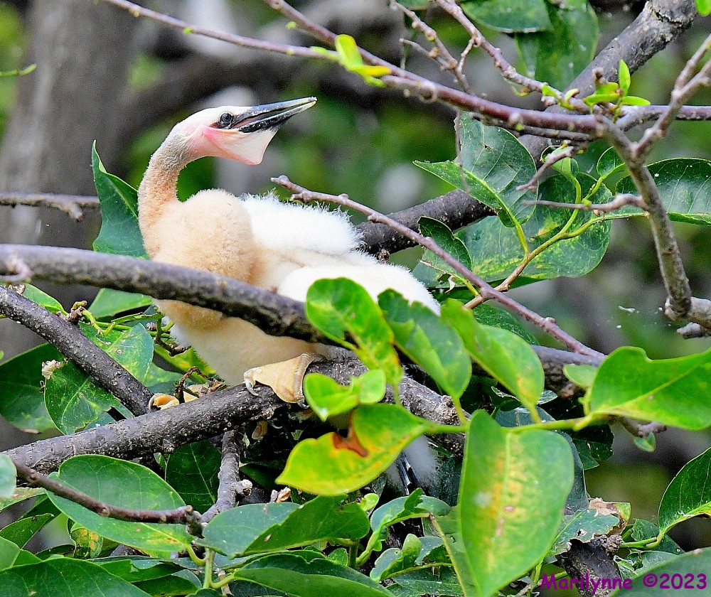 DSC_6272_001.JPG