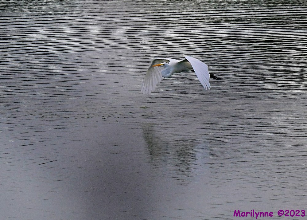 DSC_6272_001.JPG