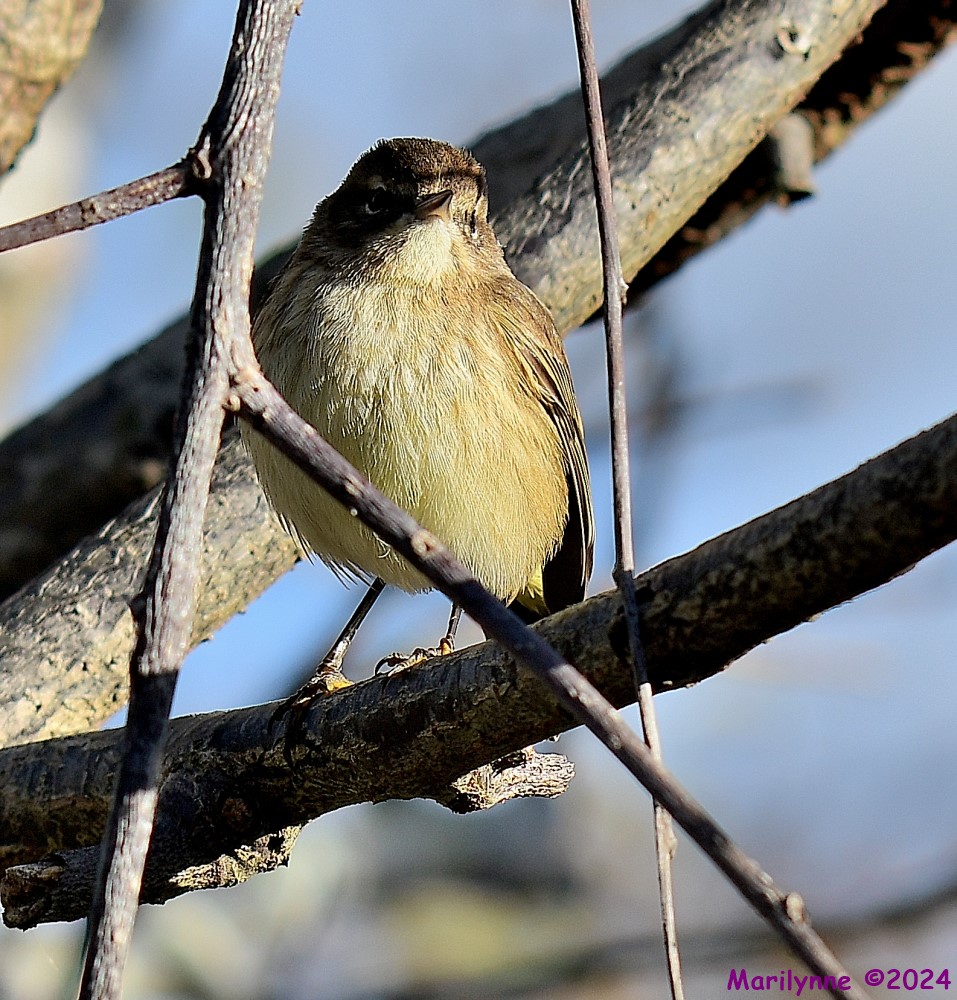DSC_6274_001.JPG