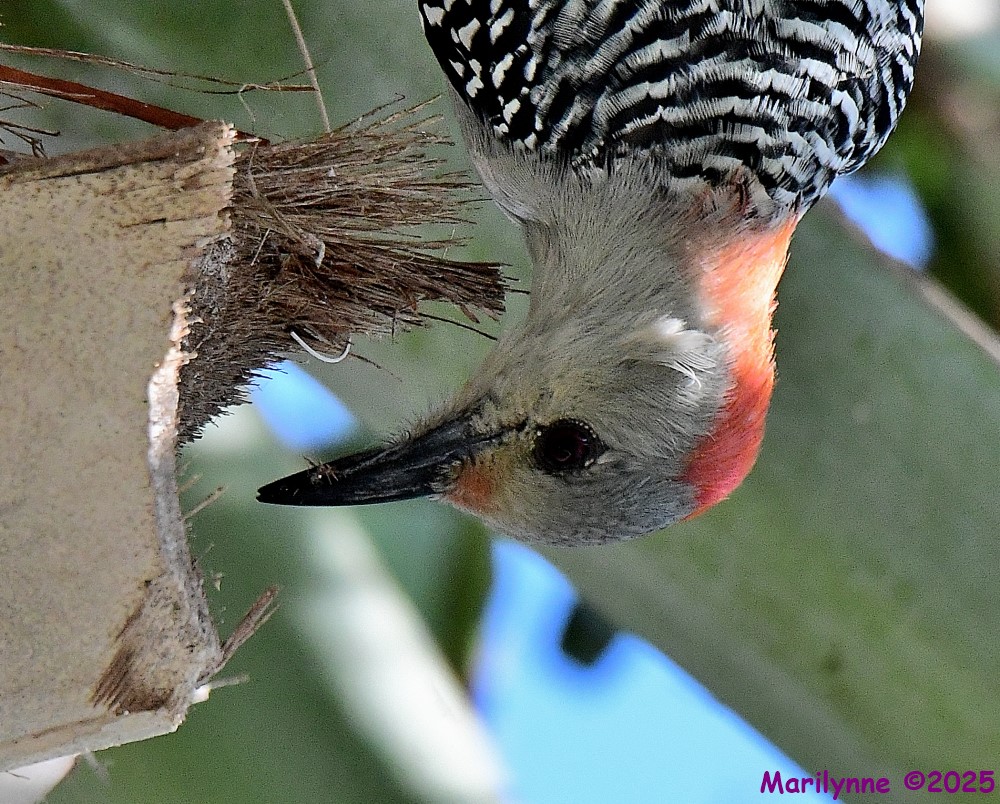 DSC_6275_001.JPG