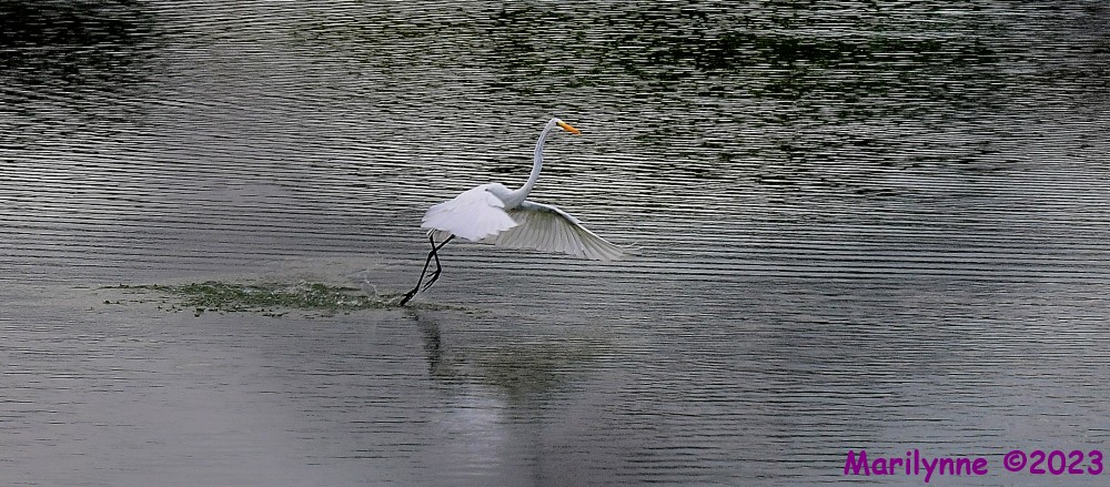 DSC_6276_001.JPG