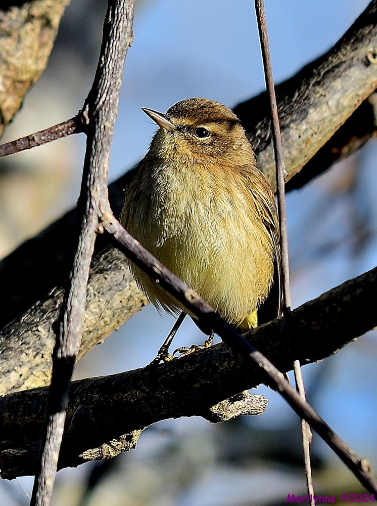 DSC_6276_001.JPG