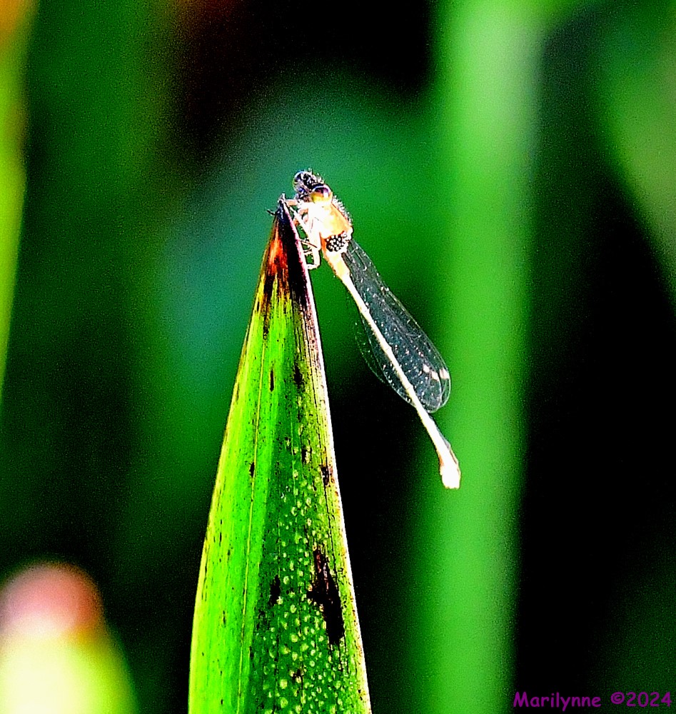 DSC_6276_001.JPG