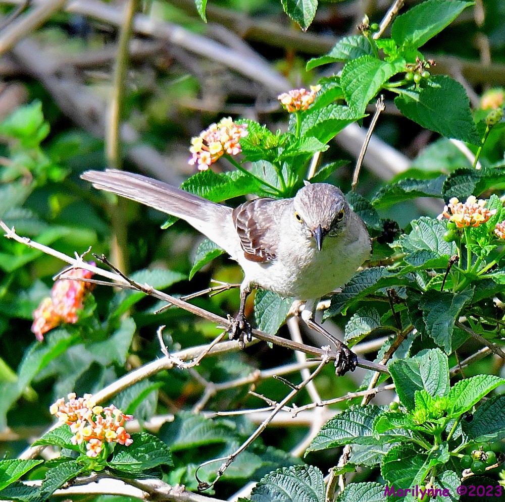 DSC_6277_001.JPG