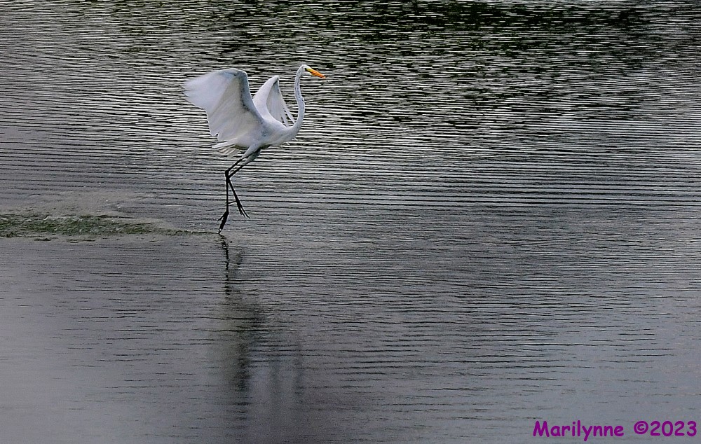DSC_6277_001.JPG